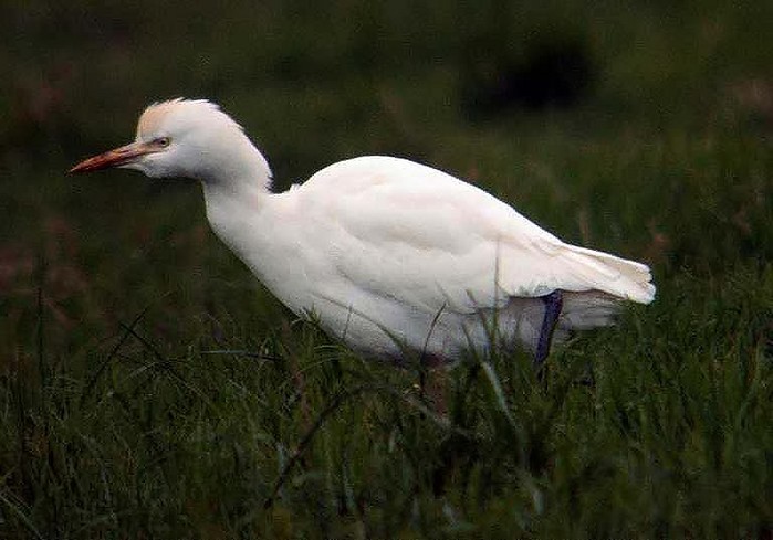 Cattle Egret