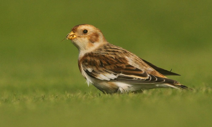Snow Bunting