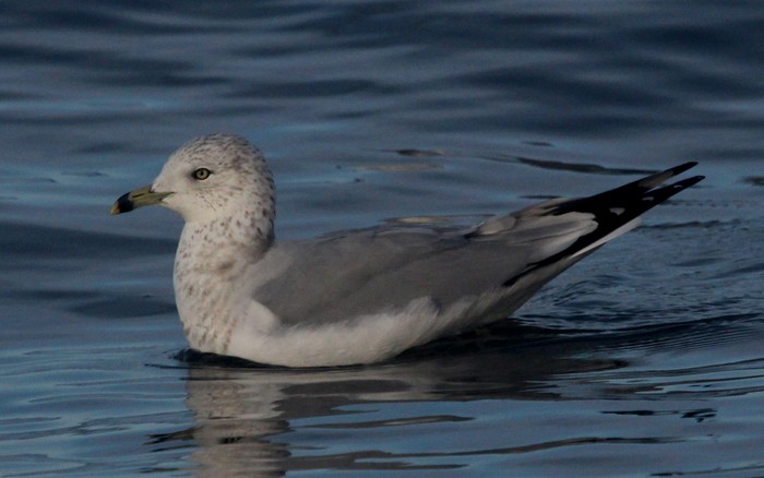 Ring-billed Gull