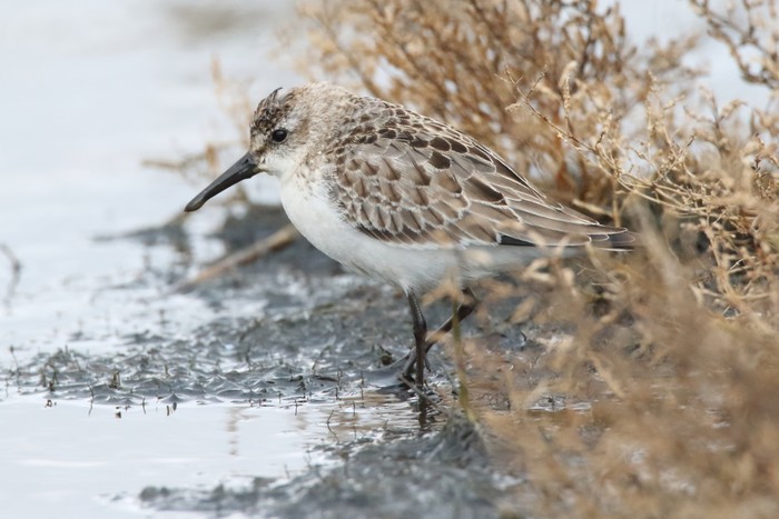 Semipalmated Sandpiper