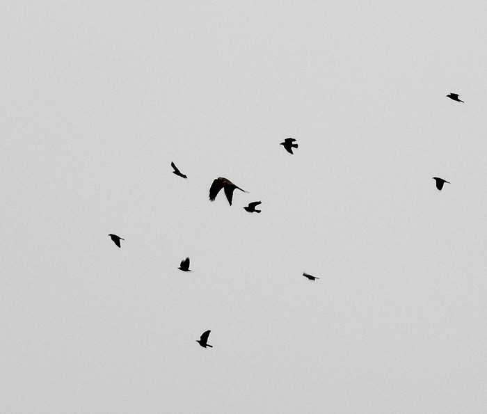 Red Kite