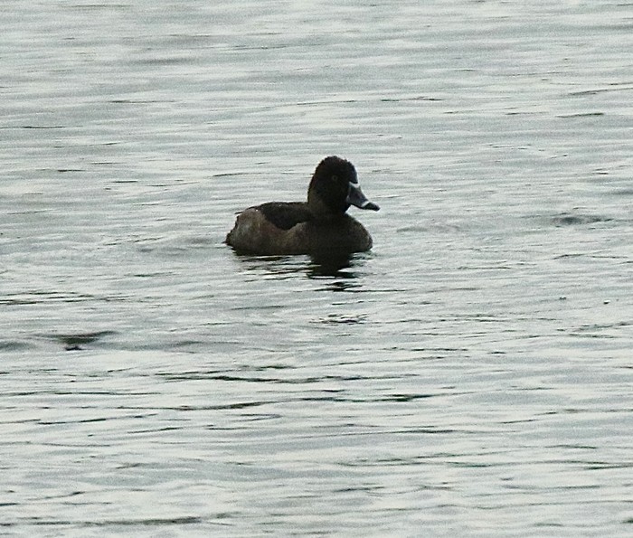 Ring-necked Duck