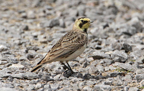 Shorelark