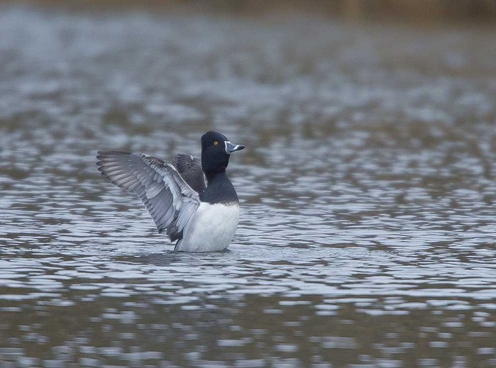 Ring-necked Duck