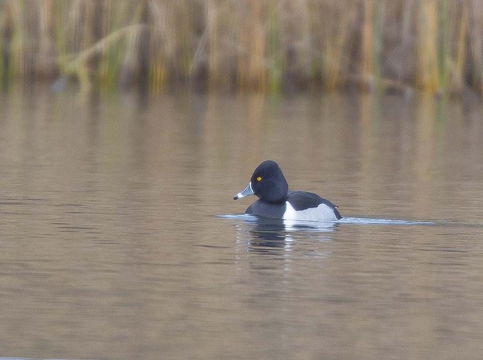 Ring-necked Duck