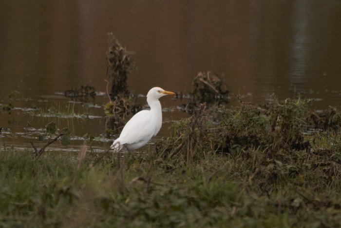 Cattle Egret