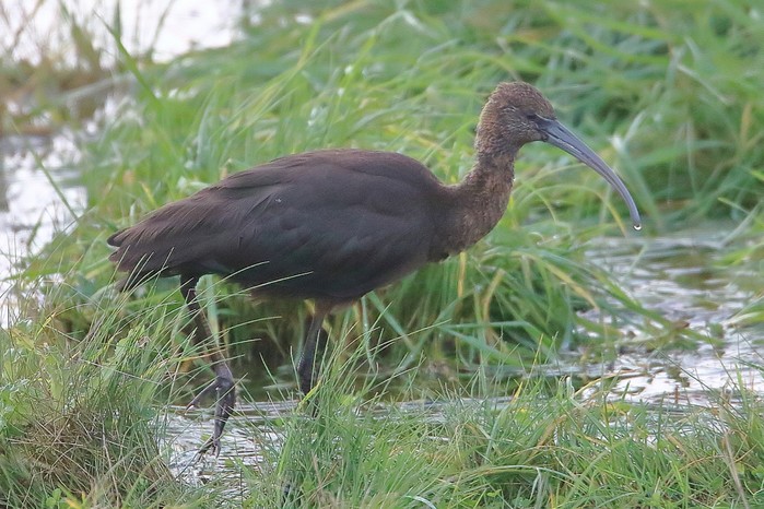 Glossy Ibis