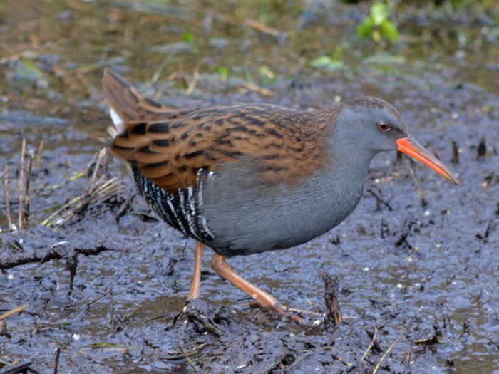 Water Rail