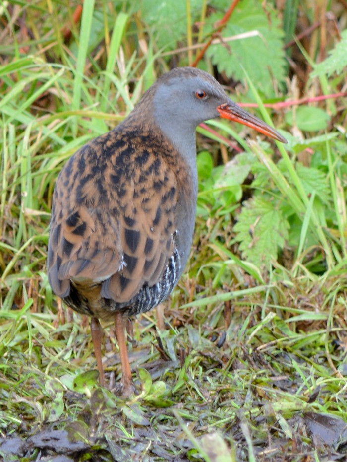Water Rail