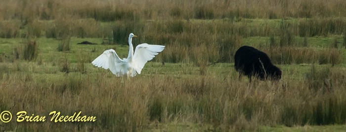Great White Egret