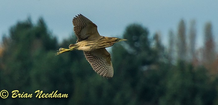 Bittern
