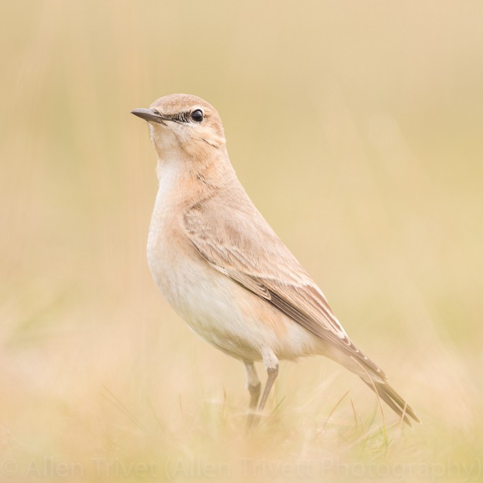 Isabelline Wheatear
