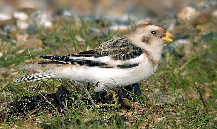 Snow Bunting