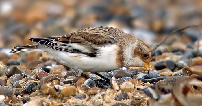 Snow Bunting