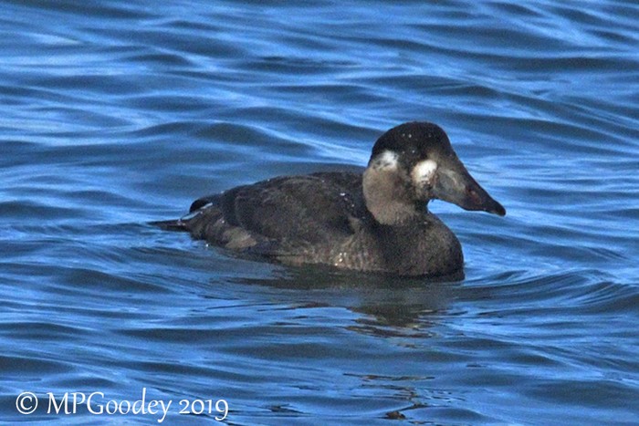 Surf Scoter
