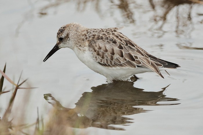 Semipalmated Sandpiper