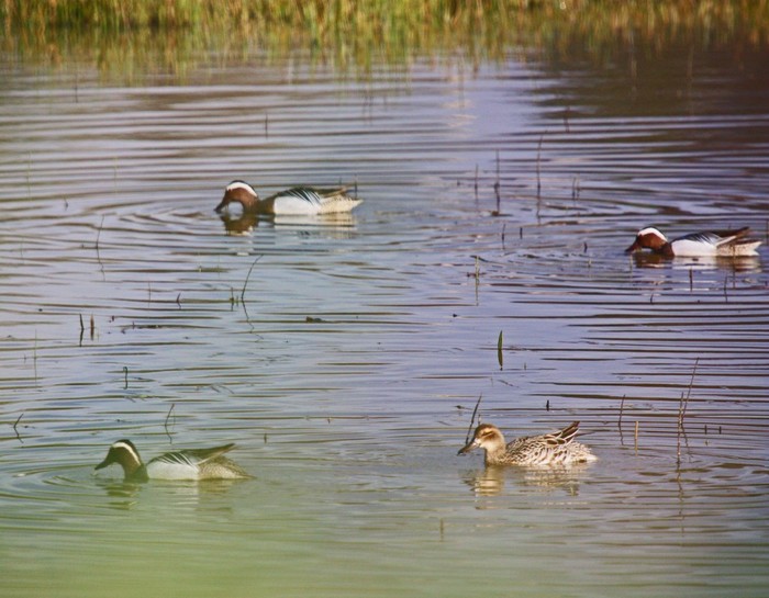Garganey