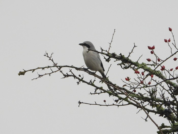 Great Grey Shrike