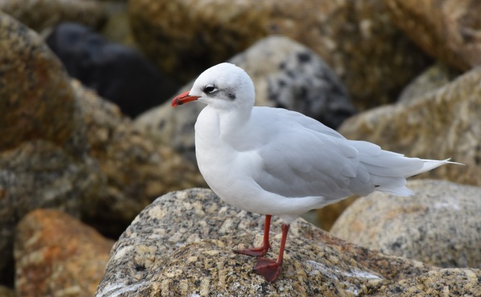 Mediterranean Gull