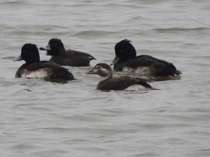 Long-tailed Duck