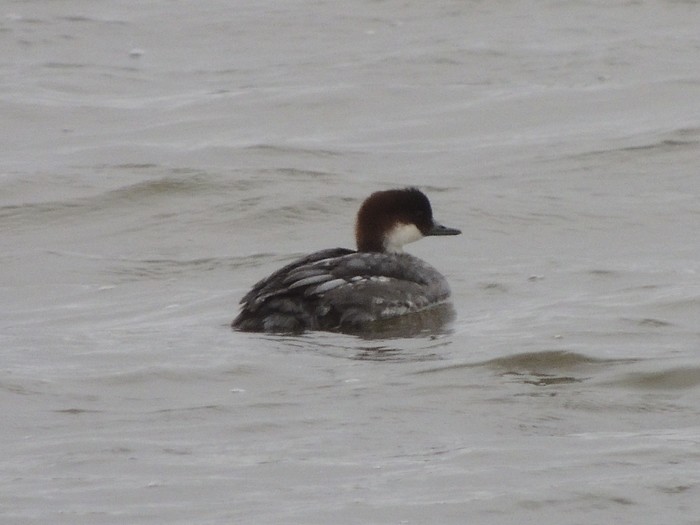 Smew