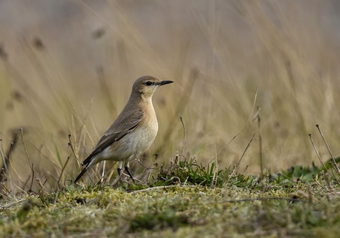 Isabelline Wheatear