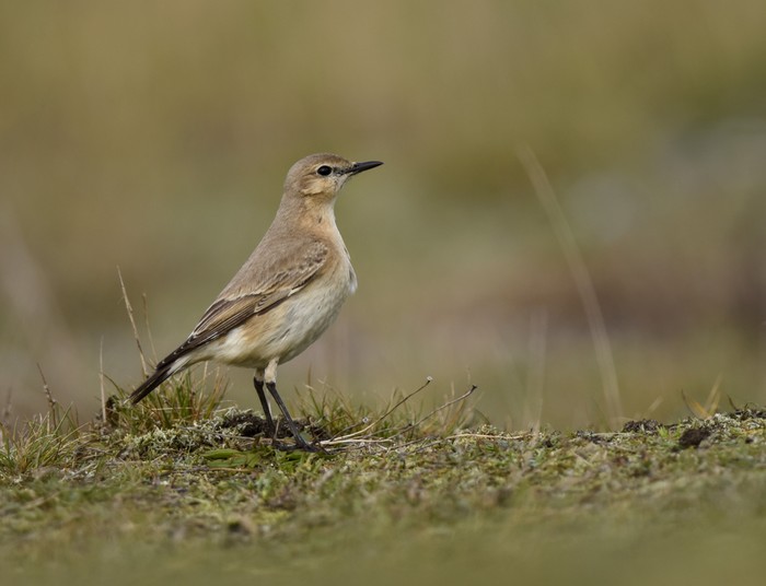 Isabelline Wheatear