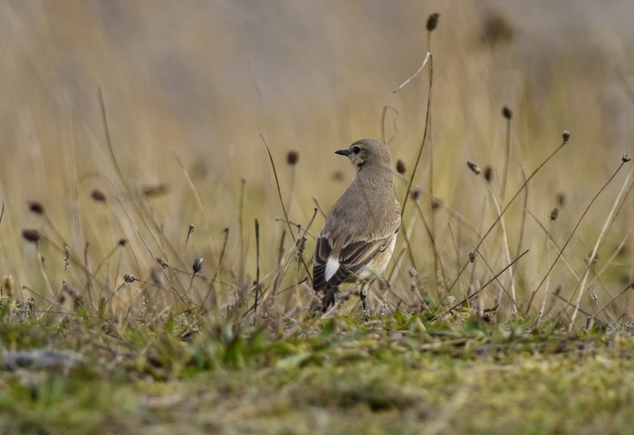 Isabelline Wheatear