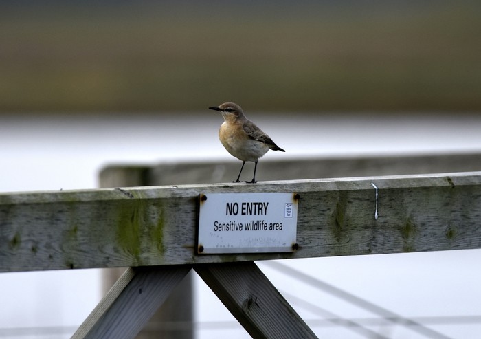Isabelline Wheatear