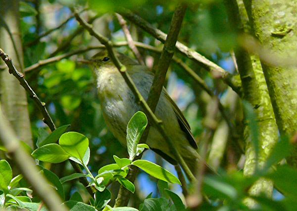 Iberian Chiffchaff