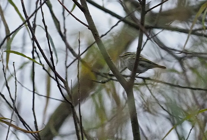 Pallas's Warbler