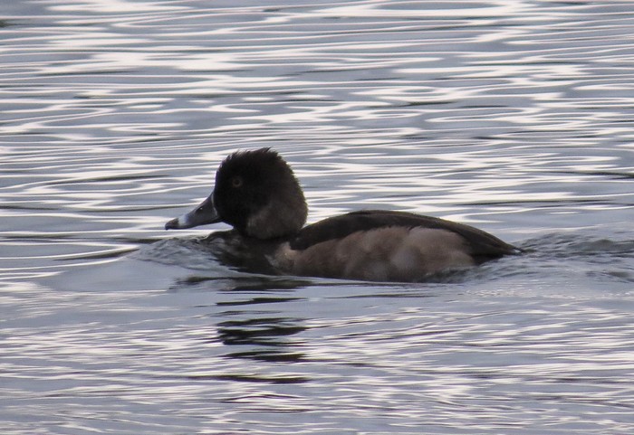 Ring-necked Duck