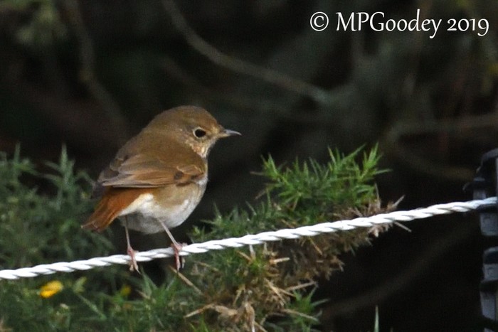 Hermit Thrush