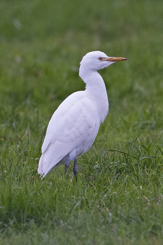 Cattle Egret