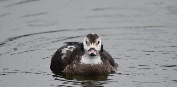 Long-tailed Duck