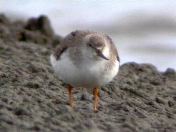 Terek Sandpiper