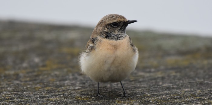 Pied Wheatear