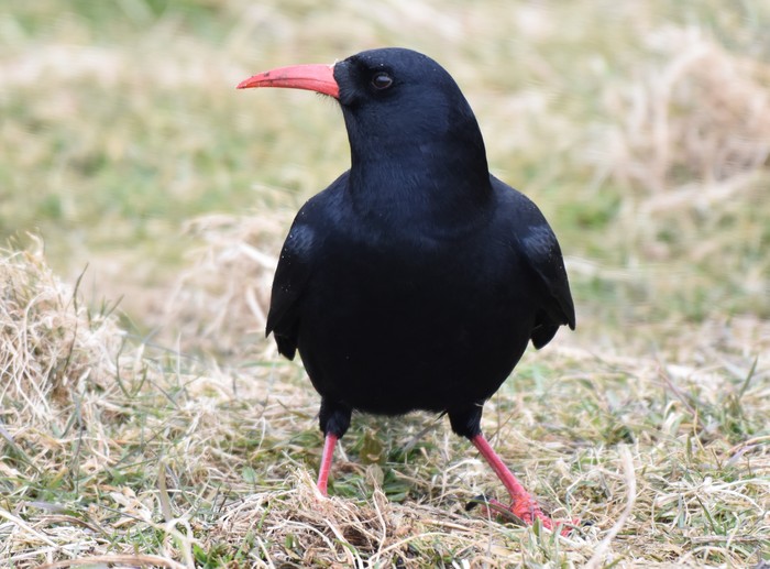 Chough