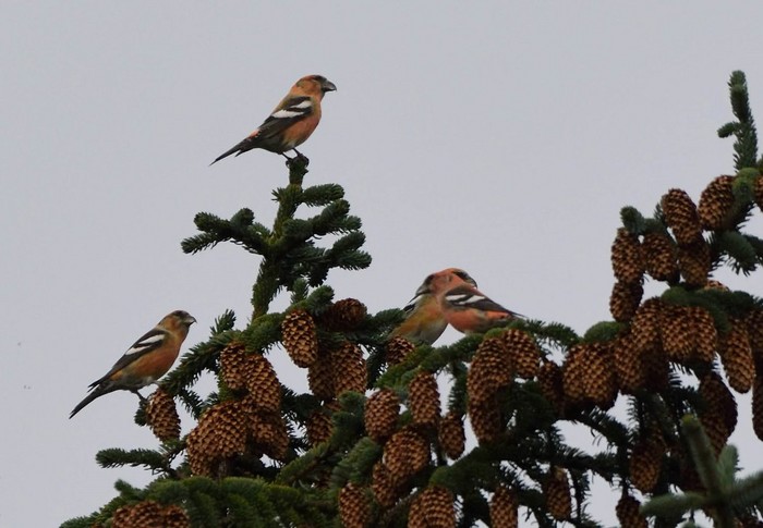 Two-barred Crossbill