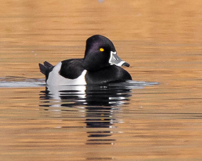 Ring-necked Duck