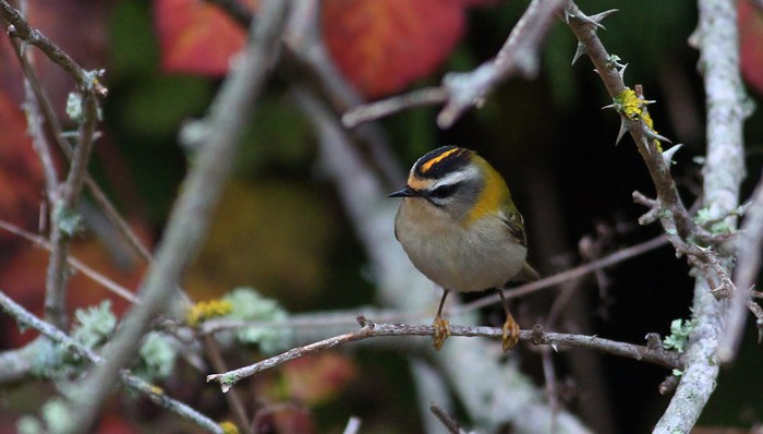 Firecrest