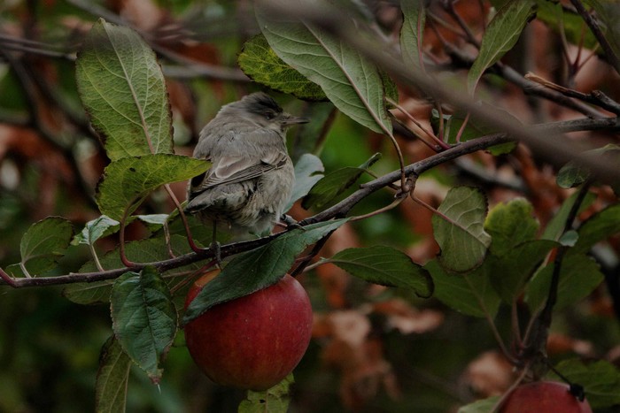 Barred Warbler