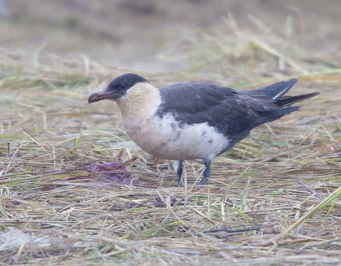 Pomarine Skua