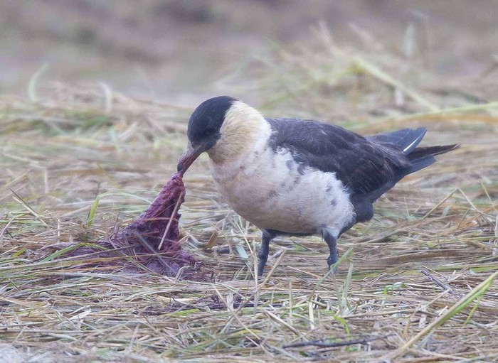 Pomarine Skua