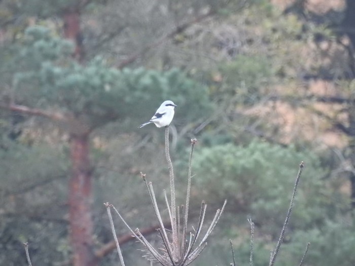 Great Grey Shrike