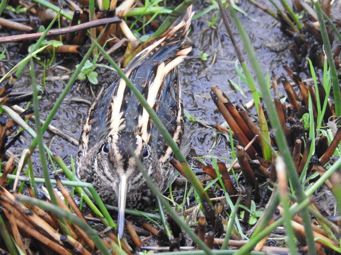 Jack Snipe