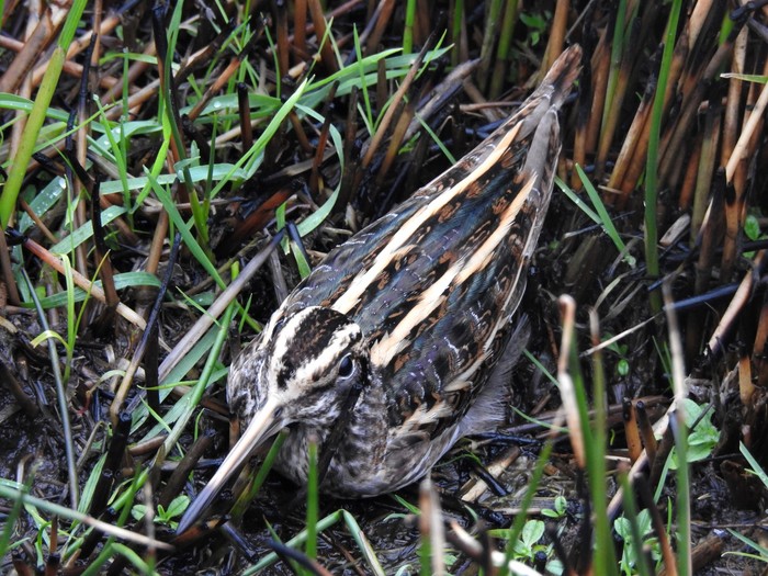 Jack Snipe