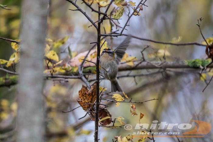Firecrest