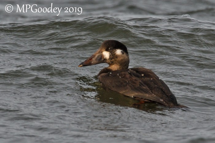 Surf Scoter