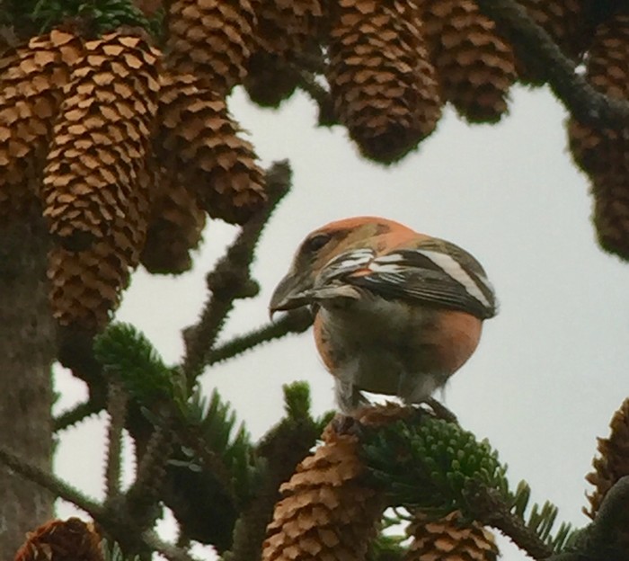Two-barred Crossbill